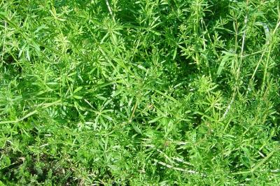Galium aparine