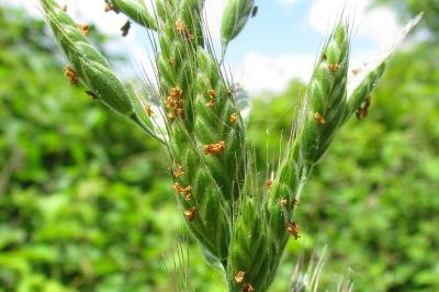 Bromus hordeaceus