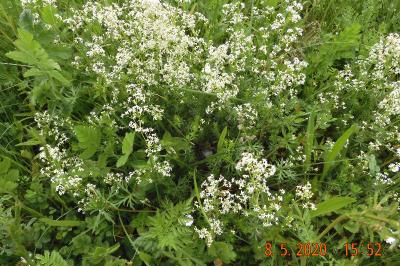 Galium album