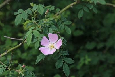 Rosaceae