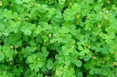 Medicago arabica