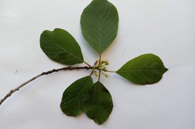 Rhamnaceae