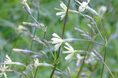 Silene nutans
