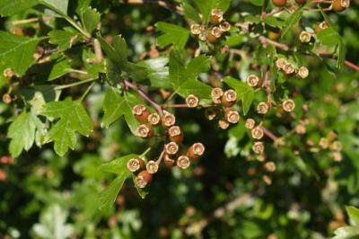 Crataegus monogyna