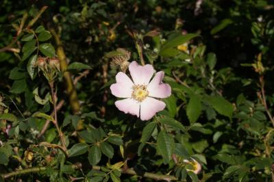 Rosa canina