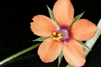Lysimachia arvensis