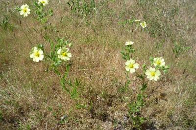 Potentilla recta