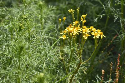 Jacobaea adonidifolia