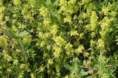 Cruciata laevipes