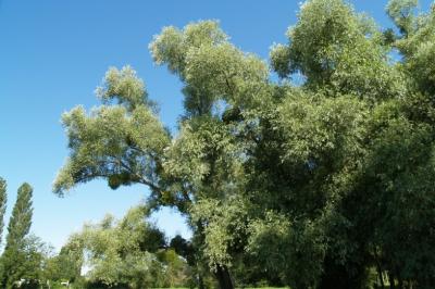 Salix alba