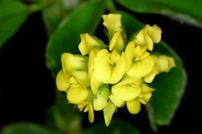 Medicago lupulina
