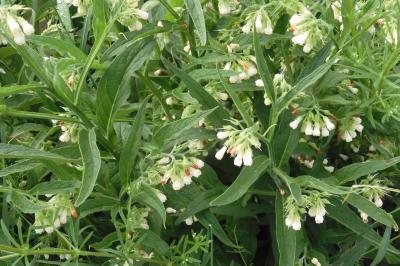 Symphytum officinale