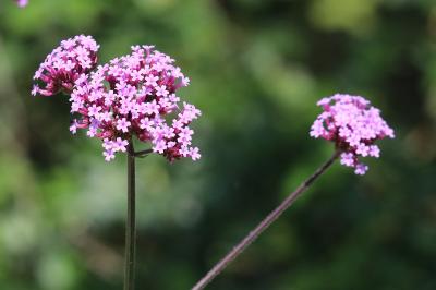 Verbena bonariensis