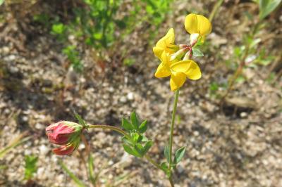 Lotus corniculatus
