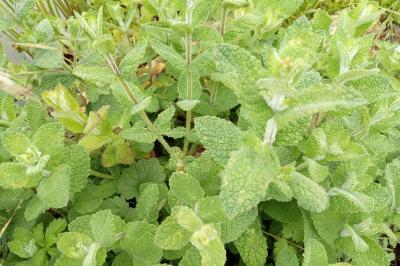 Mentha suaveolens