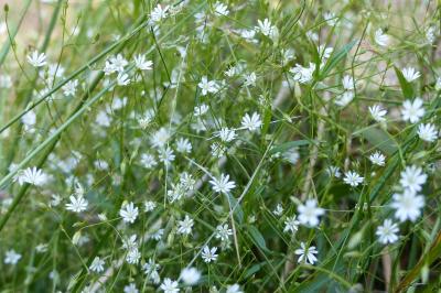 Stellaria graminea