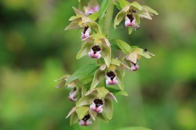 Epipactis helleborine