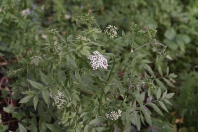 Helosciadium nodiflorum
