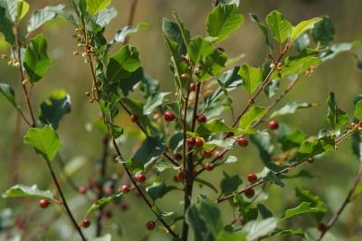 Frangula alnus