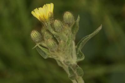 Andryala integrifolia