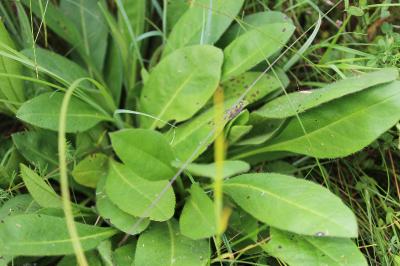 Succisa pratensis