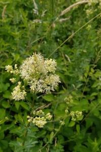 Thalictrum flavum