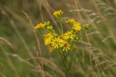 Jacobaea vulgaris