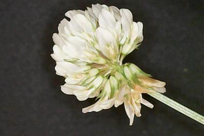 Trifolium repens