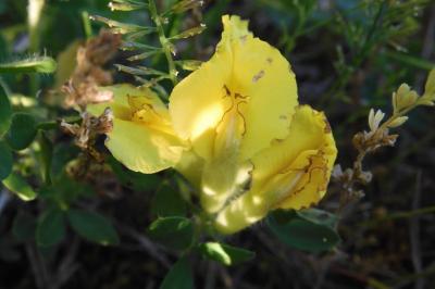 Cytisus lotoides