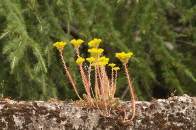 Petrosedum rupestre