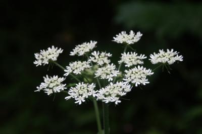 Heracleum sphondylium