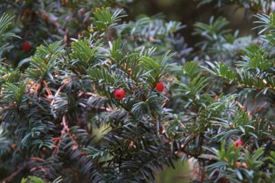 Taxus baccata