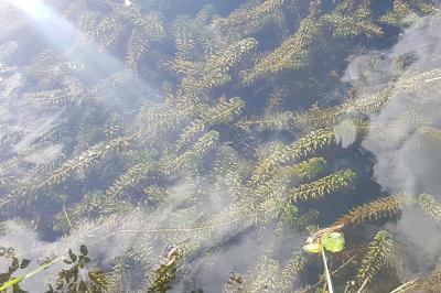 Elodea densa