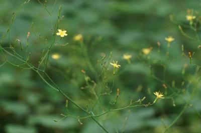 Lactuca muralis