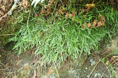 Asplenium septentrionale