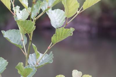 Alnus glutinosa