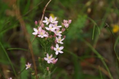 Centaurium erythraea
