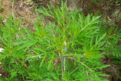 Ambrosia artemisiifolia