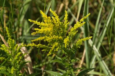 Solidago canadensis
