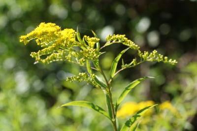 Solidago gigantea