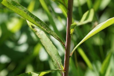 Solidago gigantea
