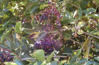 Sambucus nigra