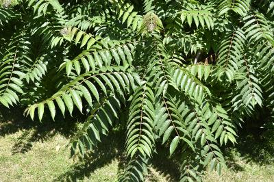 Ailanthus altissima