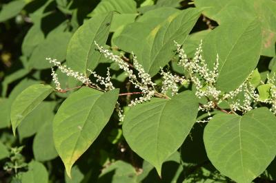 Reynoutria japonica