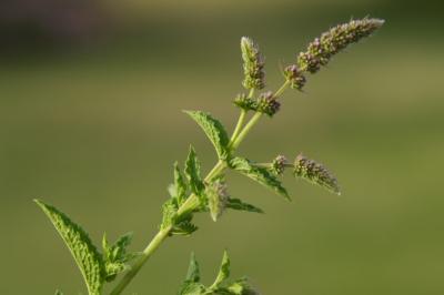 Mentha spicata