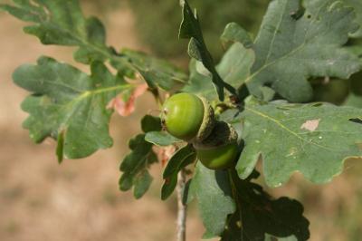 Quercus robur
