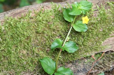 Lysimachia nemorum