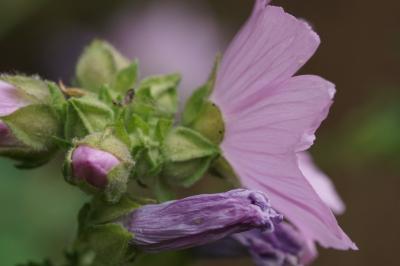 Malva alcea