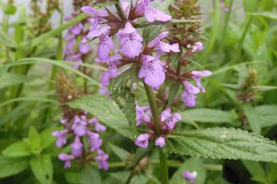 Stachys palustris
