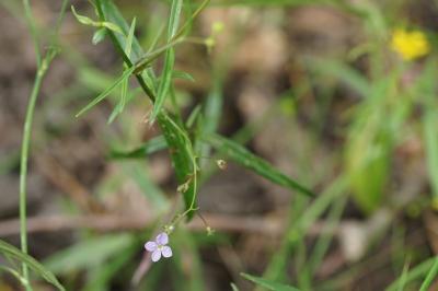 Veronica scutellata